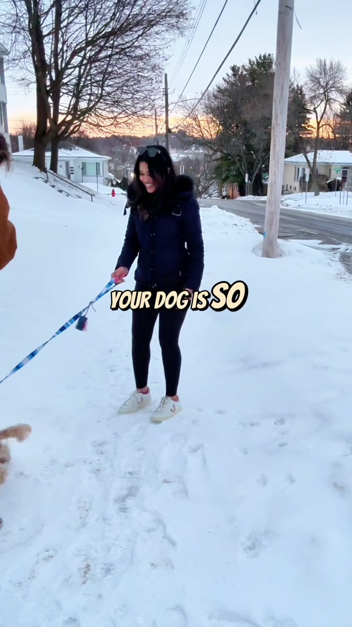Zigzag: Cabapoo Owner Story